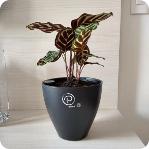 planta 4
