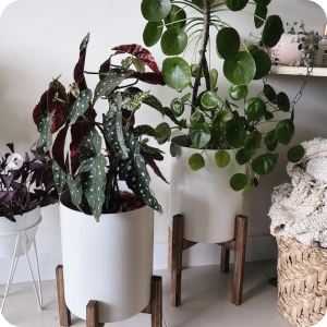 planta 5