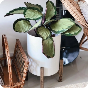 planta 6