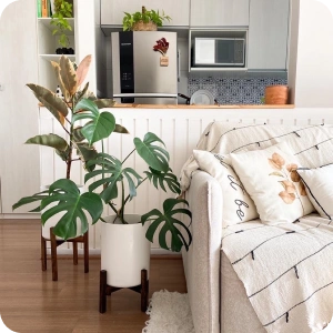 planta 7