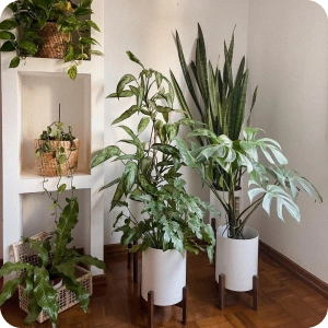 planta 8
